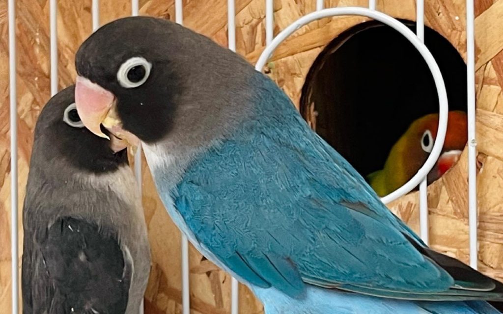 Agaporni azul: características cuidados y curiosidades de esta encantadora ave