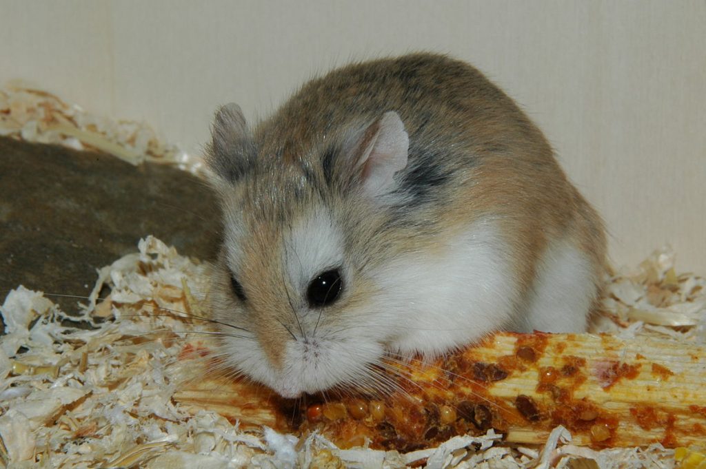 Guía completa sobre el hamster Roborovski: cuidados alimentación y características