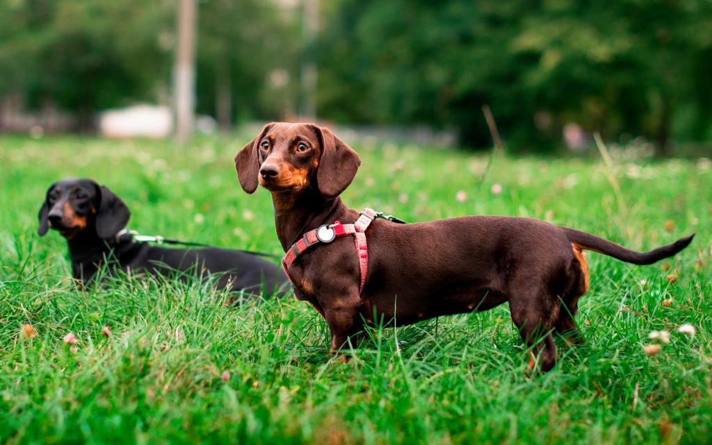 Todo lo que debes saber sobre perros salchichas: características cuidados y más