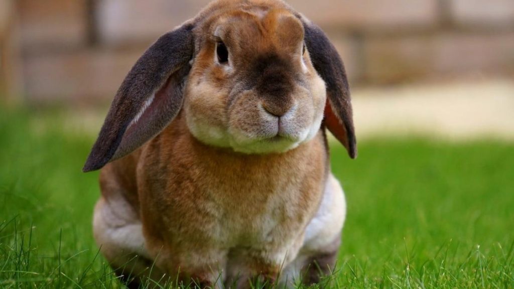 Todo lo que necesitas saber sobre tener un conejo domesticado como mascota
