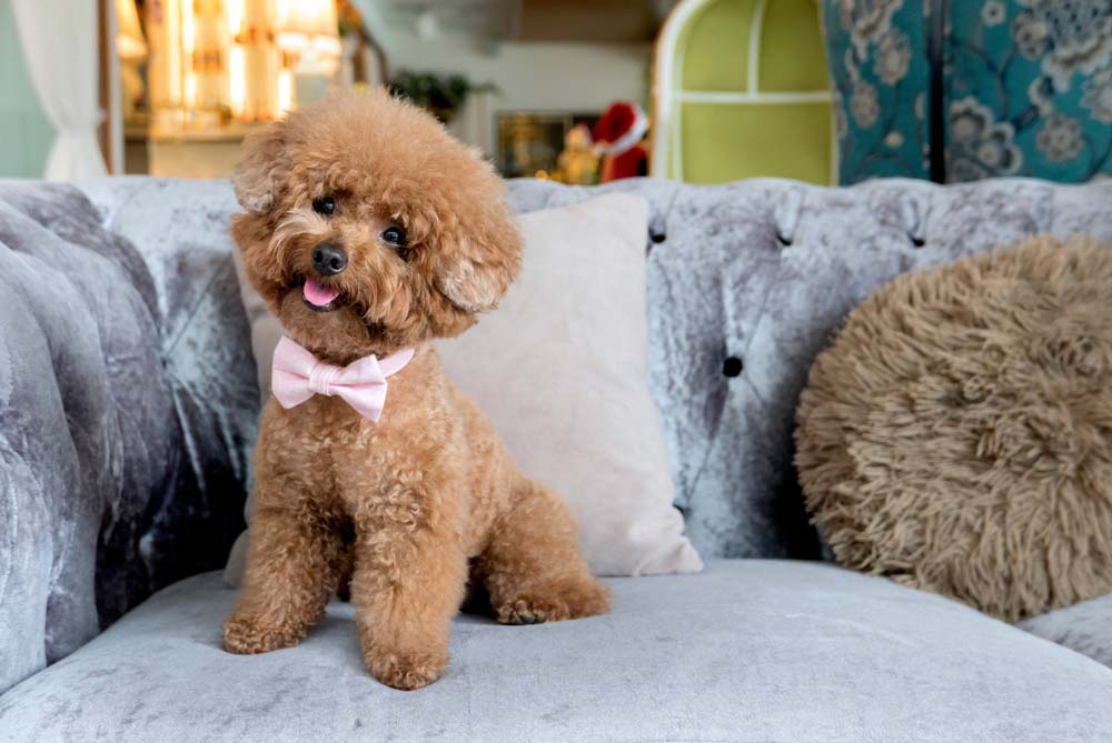 Caniche Toy: Todo lo que necesitas saber sobre esta adorable raza de perro
