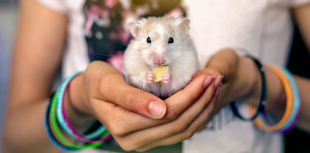 Todo lo que debes saber sobre cuidados y alimentación para hamsters