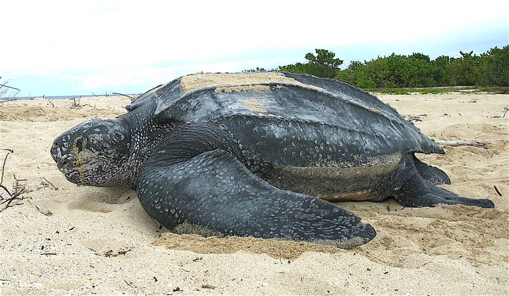 Todo sobre la tortuga laud: características hábitat y conservación