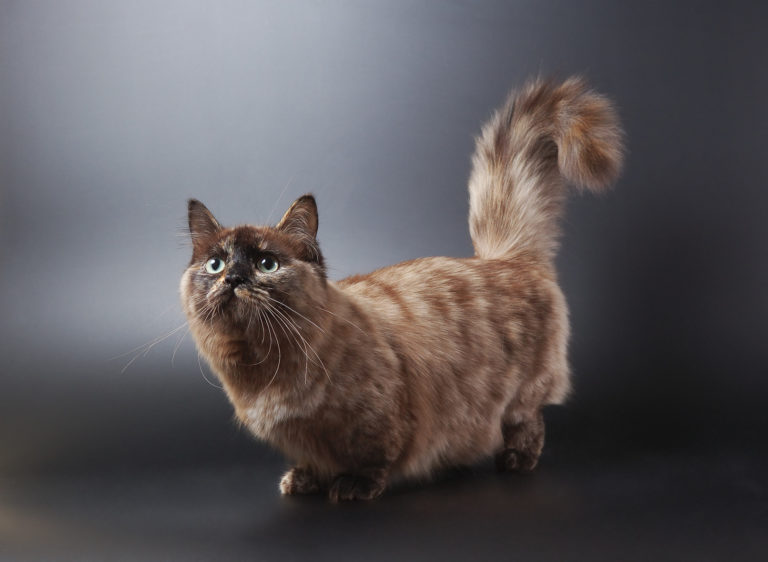 Gato Munchkin: Descubre todo sobre esta adorable raza felina
