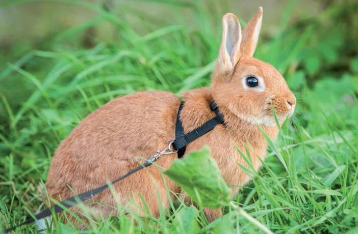 Todo sobre el conejo doméstico: cuidados alimentación y características