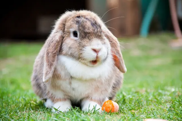 Todo lo que debes saber sobre los conejos domésticos: cuidados alimentación y más