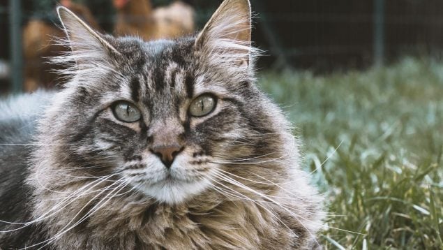 Siberiano: Todo lo que debes saber sobre esta raza de gatos
