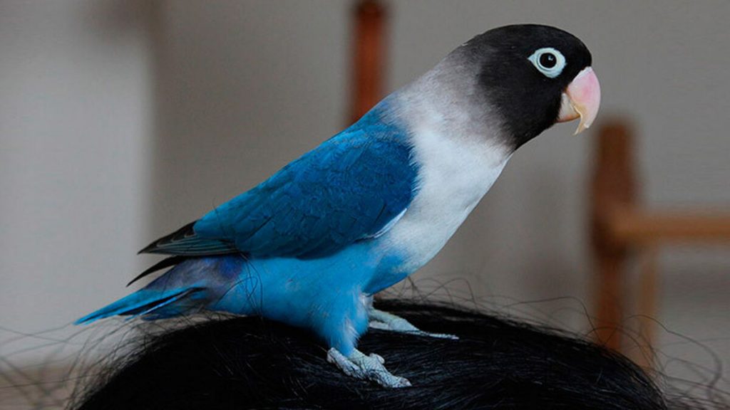 Agapornio azul: Todo lo que necesitas saber sobre esta encantadora ave exótica