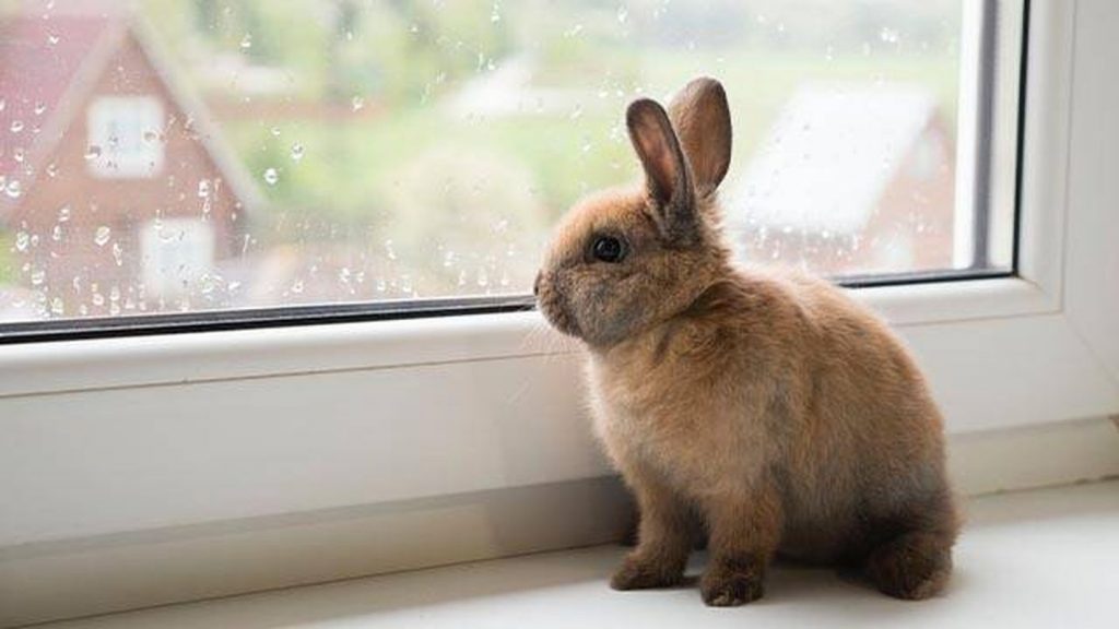 Todo lo que debes saber sobre el conejo doméstico: cuidados alimentación y curiosidades