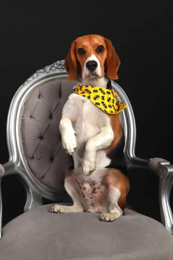 Beagle adulto: características cuidados y consejos para su bienestar