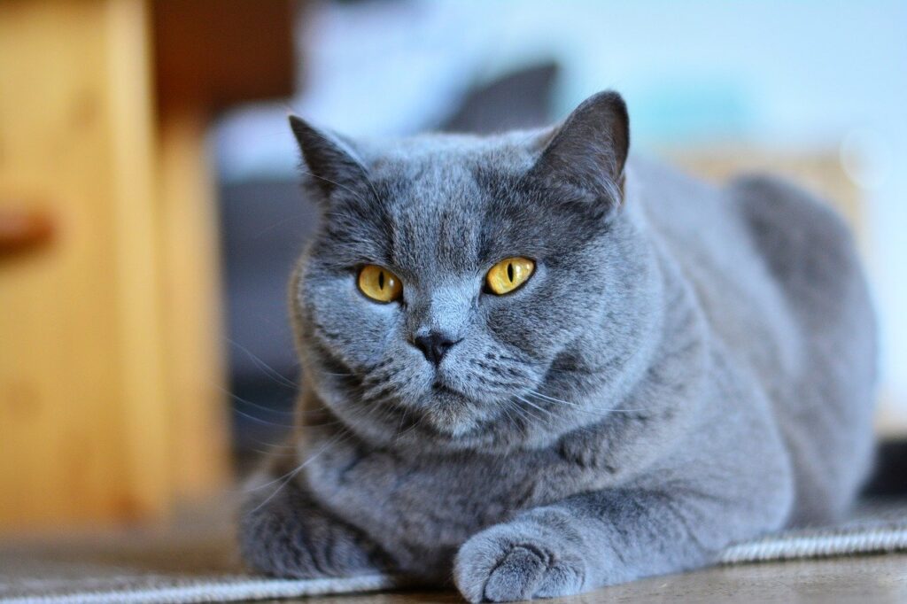 Todo sobre el gato azul ruso: características cuidados y curiosidades