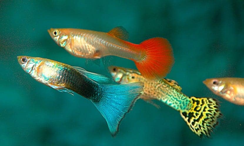 Todo sobre el pez guppy: cuidados reproducción y curiosidades