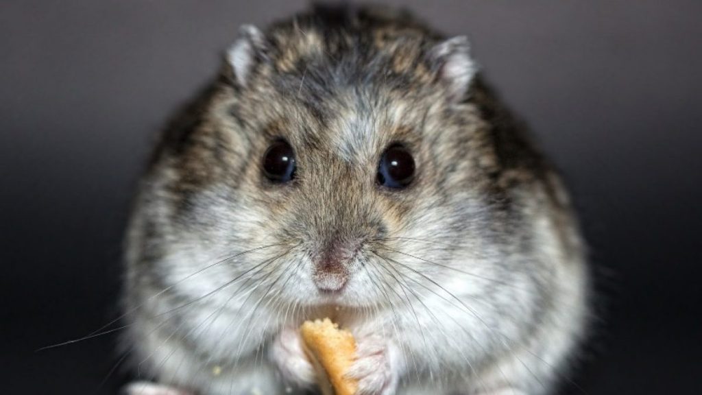 Hamster rusos: todo lo que debes saber sobre esta adorable mascota