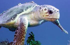 Tortuga boba: conoce más sobre esta especie marina en peligro de extinción