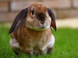 Conejo doméstico: cuidados alimentación y consejos para tener una mascota feliz