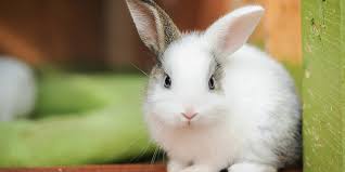Los 5 conejos domésticos pequeños más adorables para tener como mascota