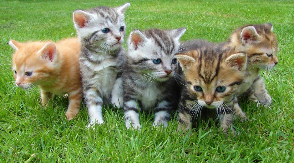 Descubre los gatitos más adorables en nuestro catálogo
