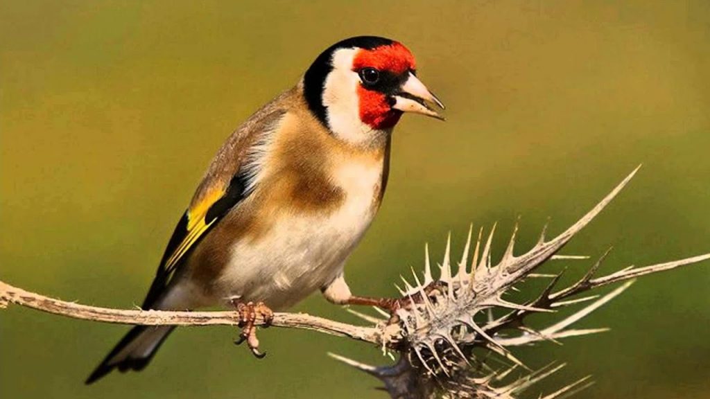 Jilguero mayo: Todo lo que debes saber sobre este ave cantora
