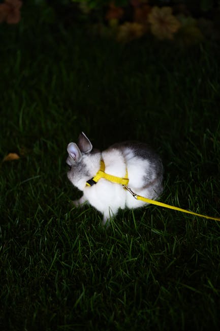 Conejo enano doméstico: guía completa para cuidar a tu mascota