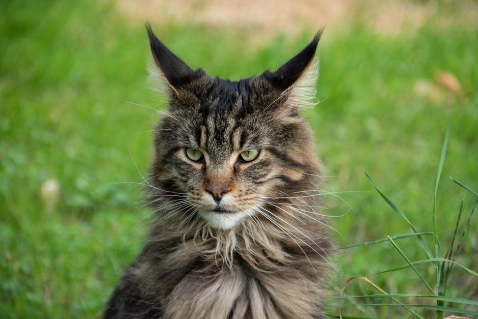 Todo sobre el gato Maine Coon: características cuidados y curiosidades