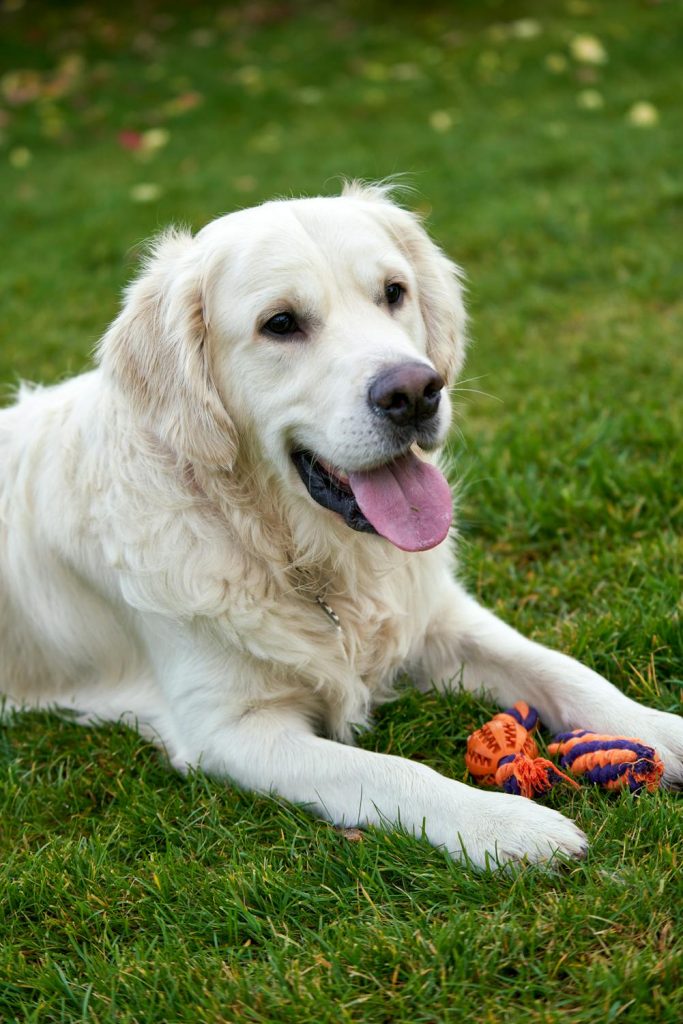 Labrador blanco: características cuidados y consejos para su cuidado