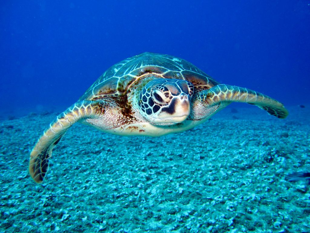 Tortugas: todo lo que necesitas saber sobre estas fascinantes criaturas marinas