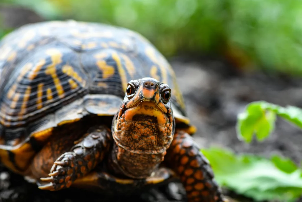 Todo sobre las tortugas: características cuidados y curiosidades