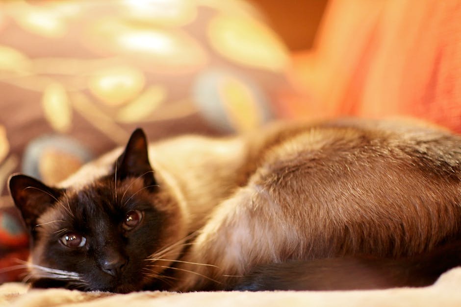 Todo sobre el gato siamés: características cuidados y curiosidades