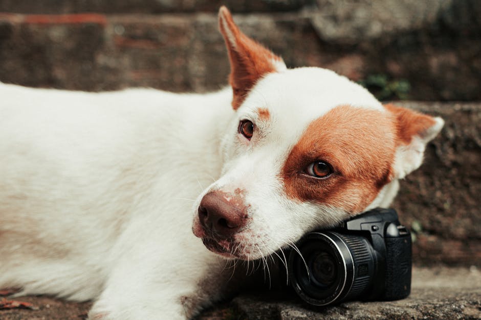 Guía completa del precio del Jack Russell Terrier: ¿Cuánto cuesta esta raza de perro?