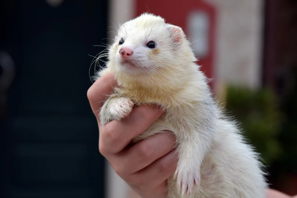 Hurón albino: todo lo que debes saber sobre esta adorable mascota