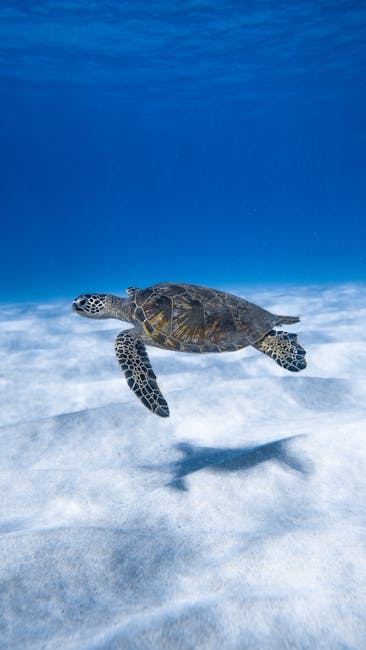 Descubre la fascinante vida de la tortuga marina en nuestro océano