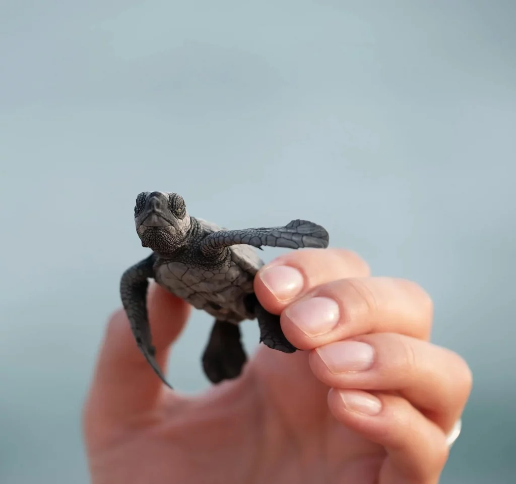 Todo sobre las tortugas marinas: características hábitat y conservación