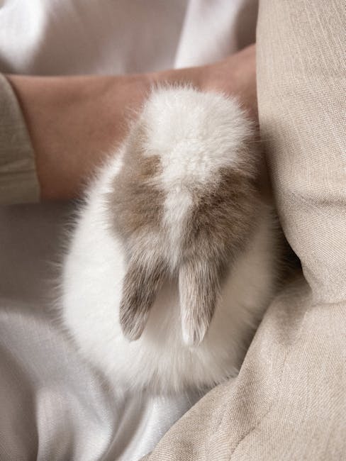 Conejos como mascotas: guía completa para tener un conejo como animal de compañía en casa
