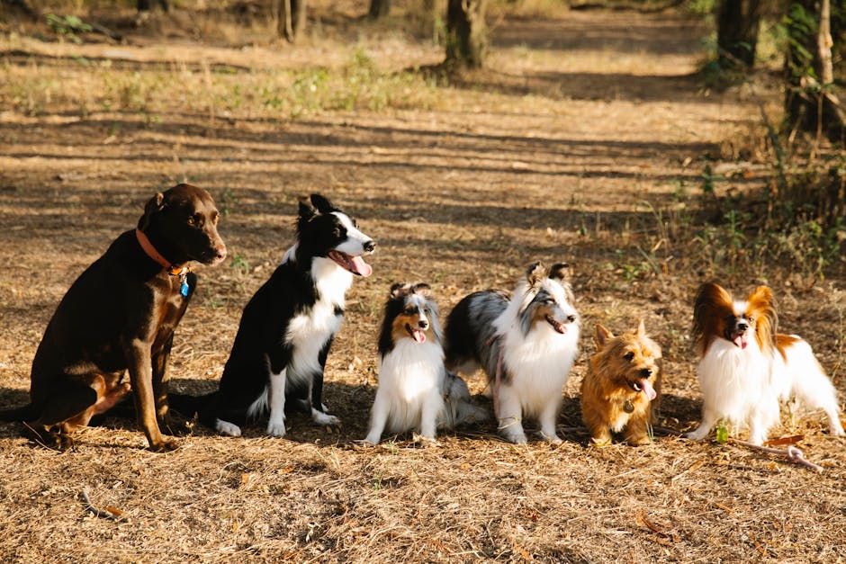 Collie Border: Todo lo que necesitas saber sobre esta raza de perro