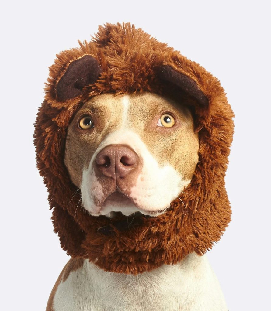 Todo lo que necesitas saber sobre perros Pitbull: Características cuidados y recomendaciones